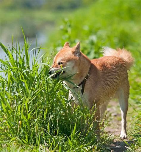 Shiba Inu Growth Chart. Shiba Inu Weight Calculator.