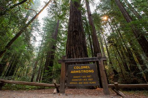 Beloved Armstrong Redwoods park appears to have survived North Bay fires