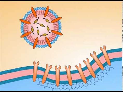 Receptor-Mediated Endocytosis Animation - BioSolutions