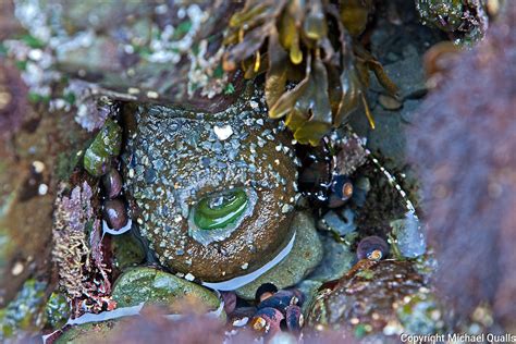 Anemone at Low Tide on Patricks Point | Nature at the Edge