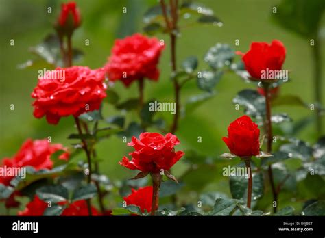 Red roses. Blooming roses. Flowers on a green grass. Meadow with flowers. Nature flower. Red ...