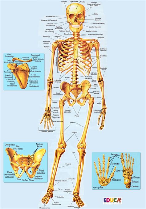 Foto De Esqueleto Humano