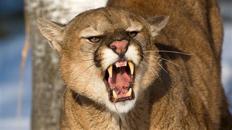 Colorado Man Kills Mountain Lion Who Attacked Him While Jogging ...