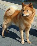 Finnish Spitz puppies for sale - Finnish Spitz breeders