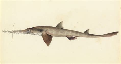 Weird and mysterious: scientists find new shark species