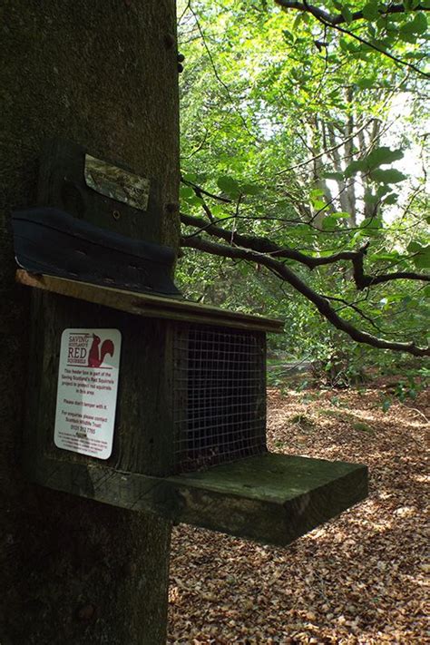 Providing reliable evidence for Scottish red squirrel conservation - PTES