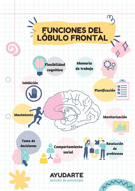 Funciones Ejecutivas Del Lobulo Frontal Brain Pinterest Brain And | My ...