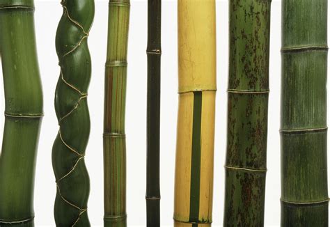 Stems Of Seven Types Of Bamboo Photograph by Pascal Goetgheluck/science ...