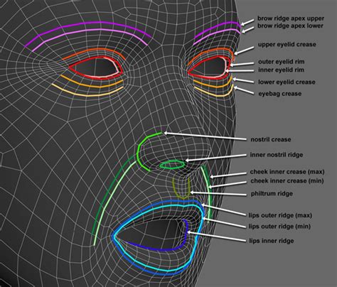 Content Dev:CC Face Topology Guide - Reallusion Wiki! Animation Reference, 3d Animation, Art ...