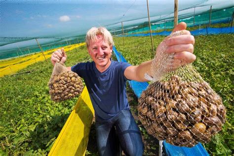 Growing interest in high-profit snail farming - 20 November 2016 Free