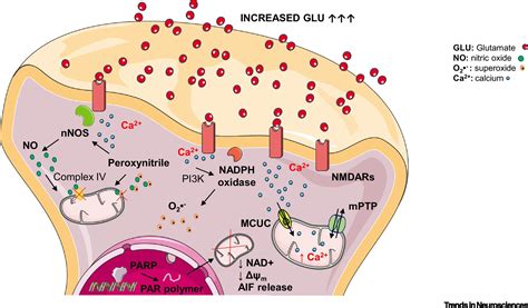 Excitotoxicity Revisited: Mitochondria on the Verge of a Nervous Breakdown: Trends in Neurosciences