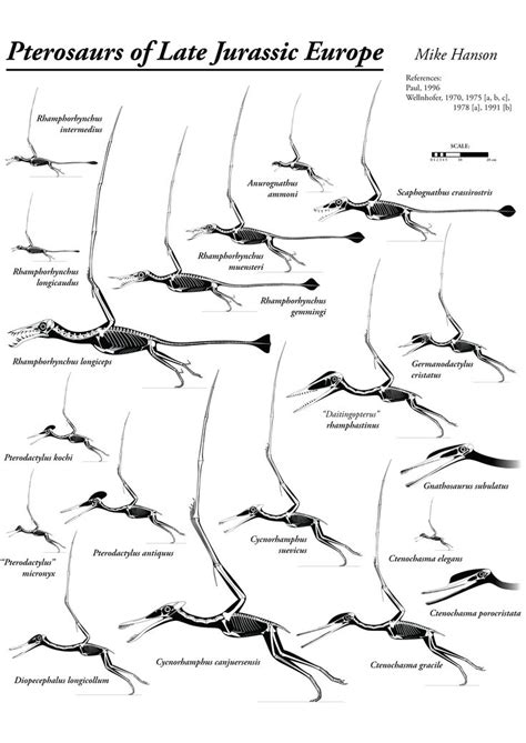 130 best Pterosaurs - the Flying reptiles images on Pinterest | Prehistoric animals, Dinosaurs ...