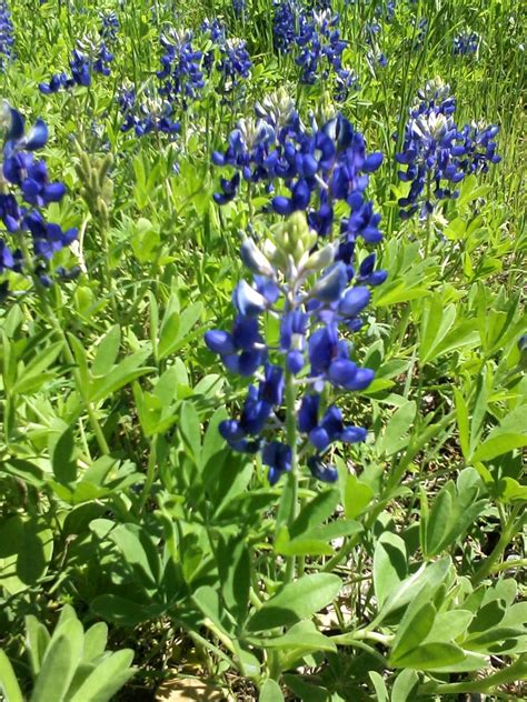 Texas State Flower by joyfulmusic on DeviantArt