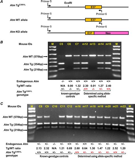 Rapid and precise genotyping of transgene zygosity in mice using an ...