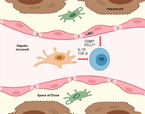 Kupffer cells (KCs) and liver sinusoidal endothelial cells (LSECs) by ...