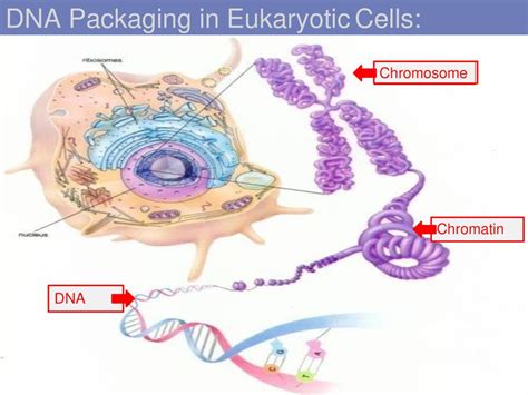 Nucleic Acids Biotechnology. - ppt download