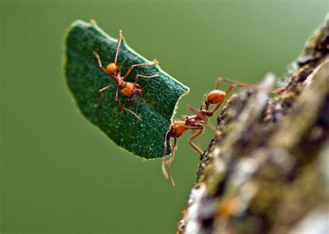 Las hormigas Atta habrían surgido hace 8,5 millones de años, expandiéndose junto con el Cerrado