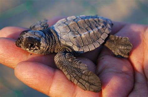 Leatherback Sea Turtle « Big Animals