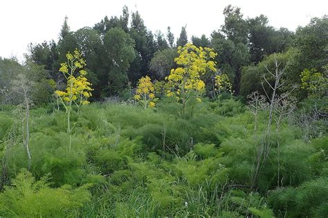 In Turkey, this miracle plant (silphium) was believed to have been ...