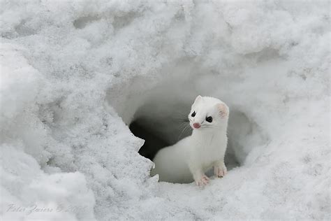 25 Perfectly Captured Photos Of Animals in Snow - Snow Addiction - News about Mountains, Ski ...