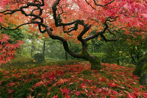 GREEN FOREST: Deciduous broadleaf forests