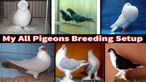 My All Pigeons BREEDING SETUP | PART 1 | Birds Society - YouTube