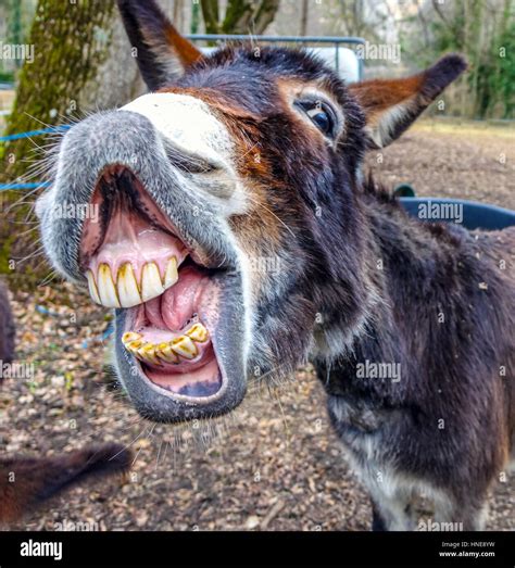 Donkey smiling showing big set of teeth Stock Photo - Alamy