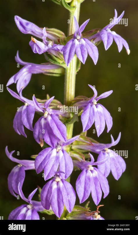 Late summer and fall blooming lavendar-blue flowers of Great Blue Lobelia, Lobelia siphilitica ...