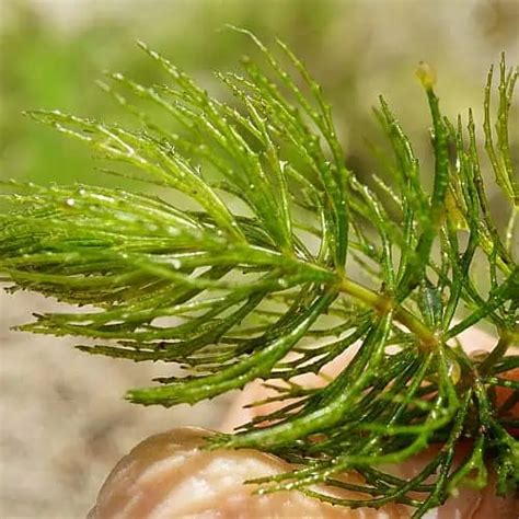 Hornwort Facts, Care & Planting (Ceratophyllum demersum) - Pond Informer