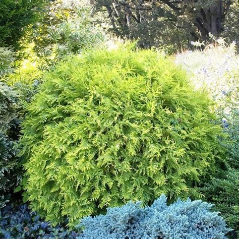 Golden Globe Arborvitae | NWA Plants Inc