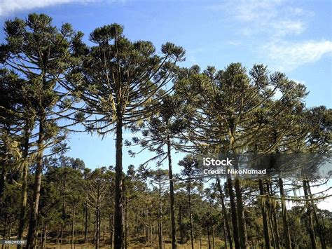 Parana Pine Tree Brazil Stock Photo - Download Image Now - Beauty, Beauty In Nature, Bizarre ...