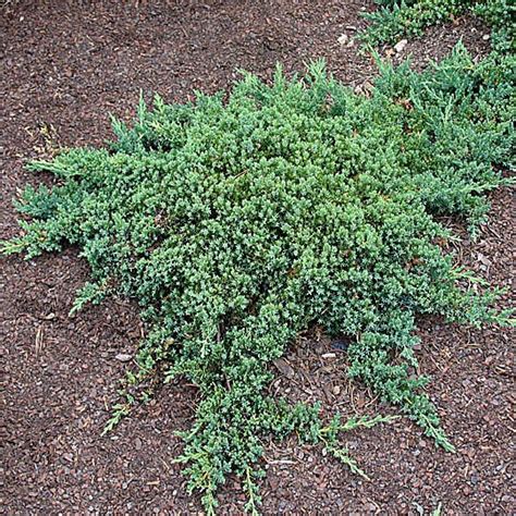 Juniperus procumbens 'Nana' - Midwest Groundcovers, LLC