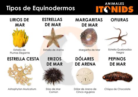 ⇒ Tipos de equinodermos, clasificación y características