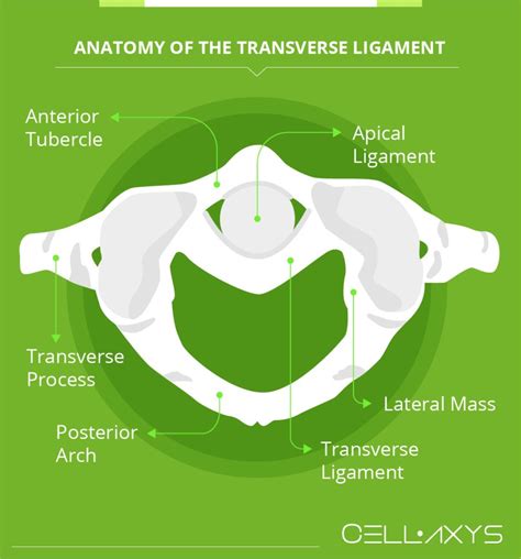 Transverse Ligament – An Update In Diagnosing And Treating Cervical Instability - Cellaxys