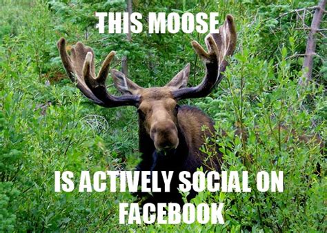 Moose | Know Your Meme