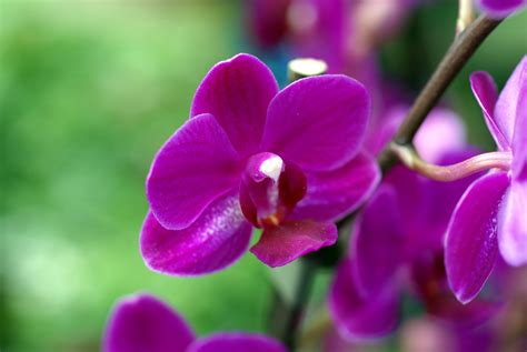 Violet Orchids