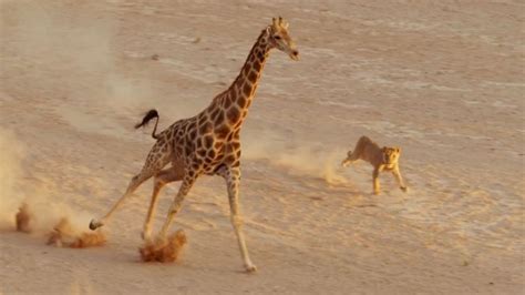 WATCH: Lion Vs. Giraffe—Who Do You Think Will Win? - When In Manila