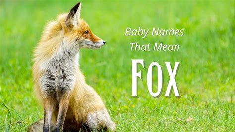 Baby Names That Mean Fox – Moms Who Think