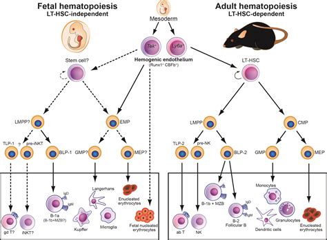 Ghosn Laboratory — hsc-independent hematopoiesis