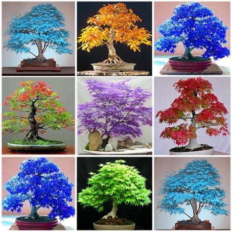 Best Blue Maple Bonsai Care The Latest - Hobby plan