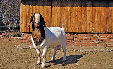 Starting a Boer goat stud on a 10ha farm - ENTREPRENEURIAL NEWS IN THE ...