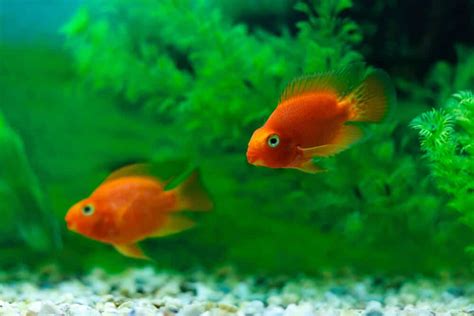 What To Do When Parrot Fish Lay Eggs? Breeding And Care! - eFishkeeping