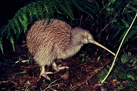 Featured Creature: Kiwi | Blog | Nature | PBS