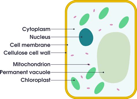 Differences Between Animal Cells And Plant Cells Online