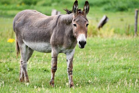 ¿Cuánto vive un burro? - ¡Doméstico y salvaje!