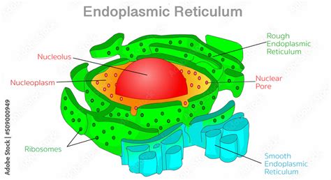 Vetor do Stock: Endoplasmic reticulum, ER diagram. Rough, smooth, SER, RER. Nucleoplasm ...