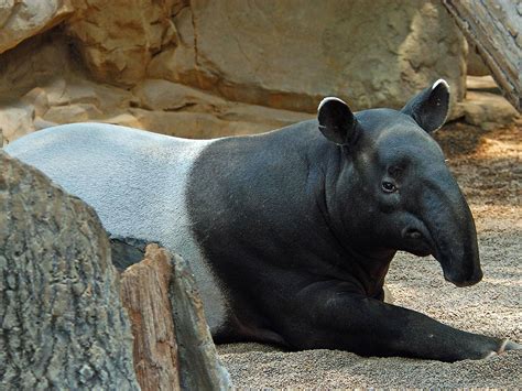 Free Tapir Wallpaper - Animals Town