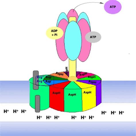 Atp Synthase Gif