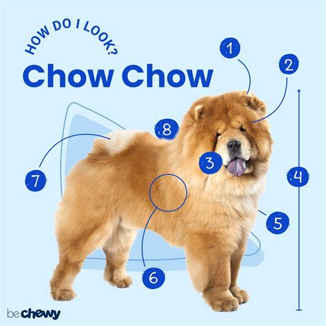 Chow Chow Breed: Characteristics, Care & Photos | BeChewy