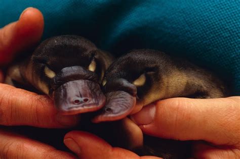 How the Venomous, Egg-Laying Platypus Evolved | Baby platypus, Platypus ...